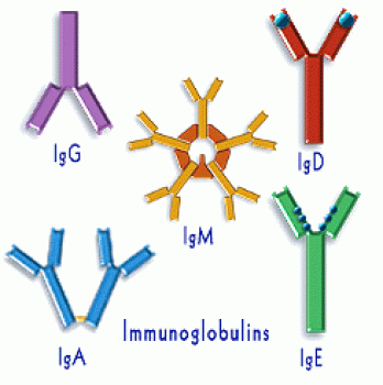 Иммуноглобулины iga igm. Иммуноглобулин g рисунок. Иммуноглобулины класса d (IGD). IGD строение иммуноглобулина. Iga иммуноглобулин.