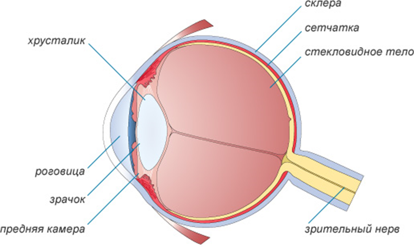 Какой цифрой на рисунке обозначена структура глаза нарушение в которой приводит к дальтонизму